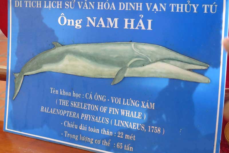Nơi Lưu Giữ Bộ Xương Cá Ông Lớn Nhất Đông Nam Á